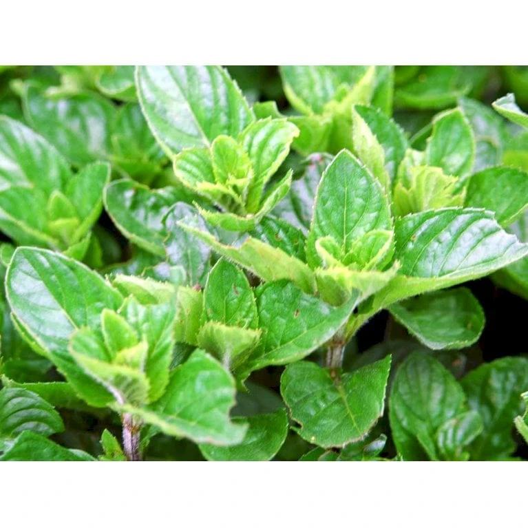 Eau De Colognemynte Mentha Rotundifolia 'Eau De Cologne' 1 Liter Potte 3 Eau De Colognemynte Mentha Rotundifolia 'Eau De Cologne' 1 Liter Potte - Billede 3