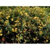 Perikon 'Hidcote' Hypericum Hookerianum 'Hidcote' 3,5 Liter Potte