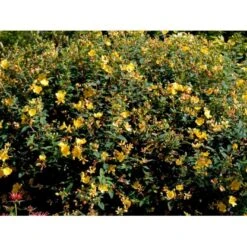 Perikon 'Hidcote' Hypericum Hookerianum 'Hidcote' 3,5 Liter Potte