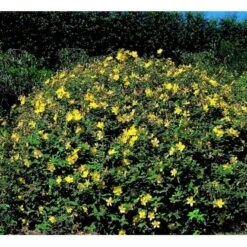 Perikon 'Hidcote' Hypericum Hookerianum 'Hidcote' 3,5 Liter Potte 6 Perikon 'Hidcote' Hypericum Hookerianum 'Hidcote' 3,5 Liter Potte -Sirius Butik mi1272 hypericum hidcote 631b