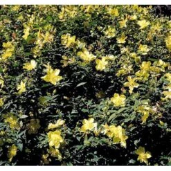 Perikon 'Hidcote' Hypericum Hookerianum 'Hidcote' 3,5 Liter Potte 7 Perikon 'Hidcote' Hypericum Hookerianum 'Hidcote' 3,5 Liter Potte -Sirius Butik mi1272 hypericum hidcote 8b30