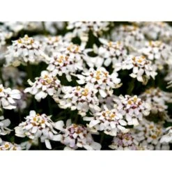 Snepude Iberis Sempervirens 'Zwergschneeflocke' 10 Cm. Potte -Sirius Butik mi1280 iberis semperv zwergschneeflocke 06dd