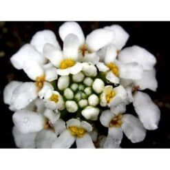 Snepude Iberis Sempervirens 'Zwergschneeflocke' 10 Cm. Potte -Sirius Butik mi1280 iberis semperv zwergschneeflocke 0a1d