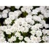 Snepude Iberis Sempervirens 'Zwergschneeflocke' 10 Cm. Potte