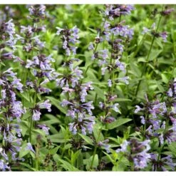 Sibirisk Blåkant Nepeta Sibirica 1 Liter Potte -Sirius Butik mi12818 nepeta sibirica 2ea8