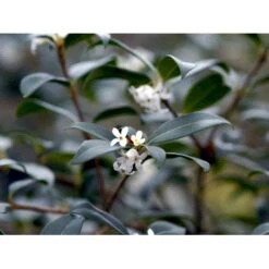 Stenved Osmanthus Burkwoodi Potte 3,5 Liter 20-30 Cm. -Sirius Butik mi12877 osmanthus x burkwoodii 9d97