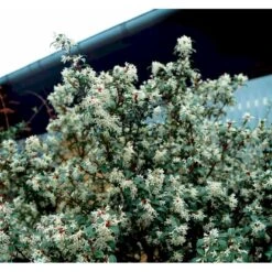 Stenved Osmanthus Burkwoodi Potte 3,5 Liter 20-30 Cm. -Sirius Butik mi12877 osmanthus x burkwoodii df20