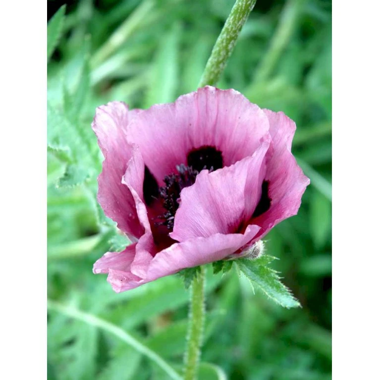 Kæmpevalmue 'Patty's Plum' Papaver 'Patty's Plum' 2 Liter Potte 3 Kæmpevalmue 'Patty's Plum' Papaver 'Patty's Plum' 2 Liter Potte - Billede 3