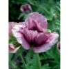 Kæmpevalmue 'Patty's Plum' Papaver 'Patty's Plum' 2 Liter Potte
