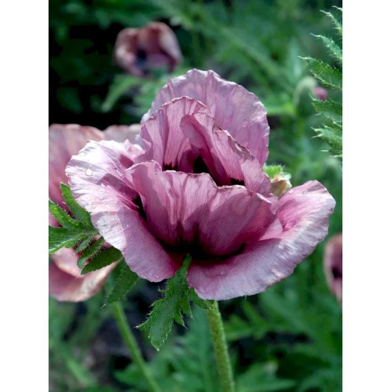 Kæmpevalmue 'Patty's Plum' Papaver 'Patty's Plum' 2 Liter Potte 1 Kæmpevalmue 'Patty's Plum' Papaver 'Patty's Plum' 2 Liter Potte