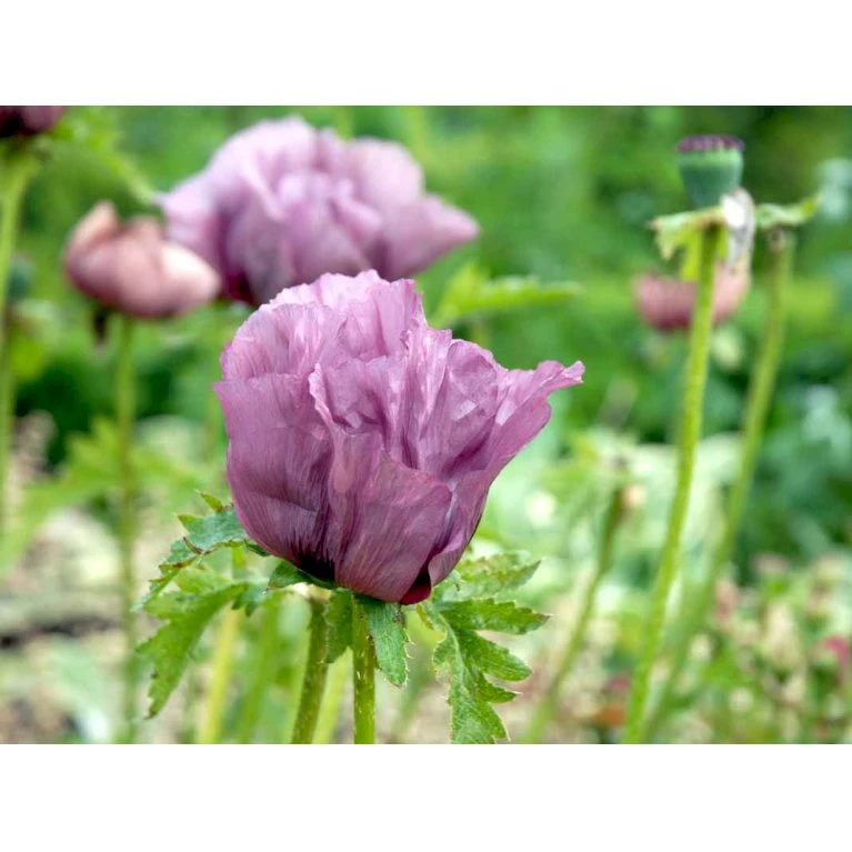 Kæmpevalmue 'Patty's Plum' Papaver 'Patty's Plum' 2 Liter Potte 5 Kæmpevalmue 'Patty's Plum' Papaver 'Patty's Plum' 2 Liter Potte - Billede 5