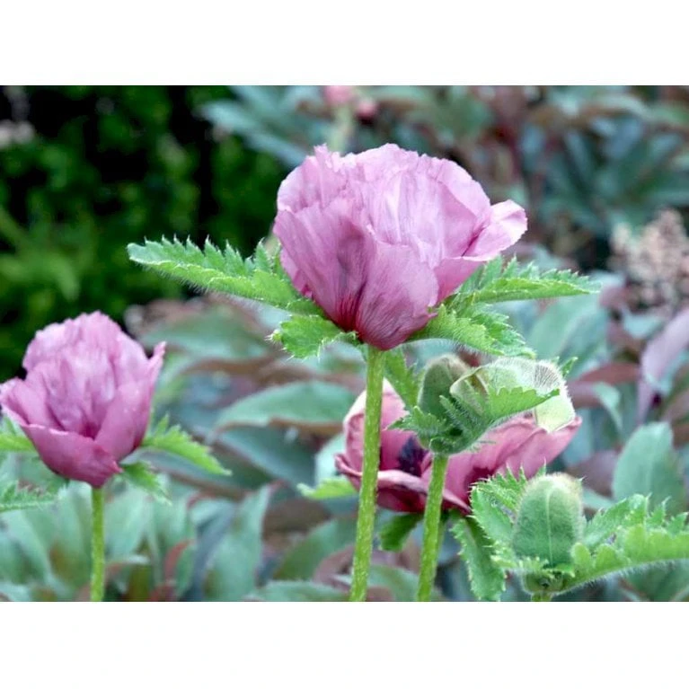 Kæmpevalmue 'Patty's Plum' Papaver 'Patty's Plum' 2 Liter Potte 4 Kæmpevalmue 'Patty's Plum' Papaver 'Patty's Plum' 2 Liter Potte - Billede 4