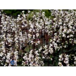 Rørblomst Penstemon Digitalis 'Husker Red' 1 Liter Potte -Sirius Butik mi13056 penstemon digitalis husker red 30f5