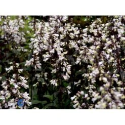 Rørblomst Penstemon Digitalis 'Husker Red' 1 Liter Potte -Sirius Butik mi13056 penstemon digitalis husker red c5dc