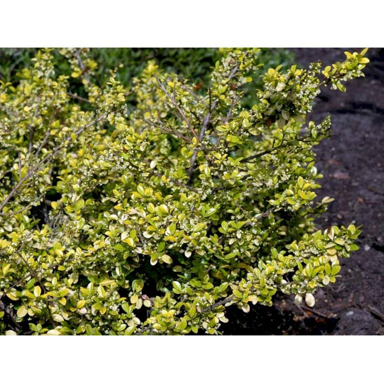 Dværgkristtorn 'Golden Gem' Ilex Crenata 'Golden Gem' Potte 2,0 Liter,- 25-30 Cm. 4 Dværgkristtorn 'Golden Gem' Ilex Crenata 'Golden Gem' Potte 2,0 Liter,- 25-30 Cm. - Billede 4
