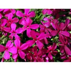 Pudefloks 'Crackerjack' Phlox Douglasii Hybrid 'Crackerjack' 10 Cm. Potte -Sirius Butik mi13144 phlox douglasii crackerjack dd4d