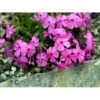 Pudefloks Phlox Douglasii 'daniel'S Cushion' 10 Cm. Potte