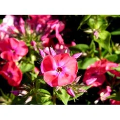 Høstfloks Phlox Paniculata 'Coral Flame' 1 Liter Potte -Sirius Butik mi13175 phlox paniculata coral flame 67d1