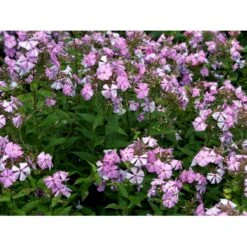 Høstfloks 'Amethyst' Phlox Paniculata 'Amethyst' Bakke Med 12 Stk. -Sirius Butik mi13195 phlox paniculata lyslilla 22b2
