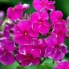 Høstfloks Phlox Paniculata 'Purple Flame' 1 Liter Potte