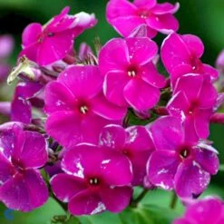 Høstfloks Phlox Paniculata 'Purple Flame' 1 Liter Potte
