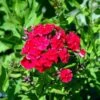 Høstfloks Phlox Paniculata 'Red Riding Hood' 3,5 Liter Potte