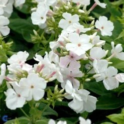 Høstfloks 'White Flame' Phlox Paniculata 'White Flame' 1 Liter Potte 5 Høstfloks 'White Flame' Phlox Paniculata 'White Flame' 1 Liter Potte -Sirius Butik mi13226 phlox paniculata white flame 3a7d