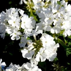Høstfloks 'White Flame' Phlox Paniculata 'White Flame' 1 Liter Potte