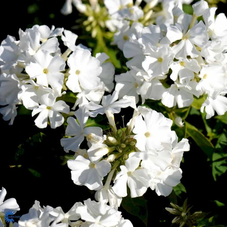 Høstfloks 'White Flame' Phlox Paniculata 'White Flame' 1 Liter Potte 1 Høstfloks 'White Flame' Phlox Paniculata 'White Flame' 1 Liter Potte