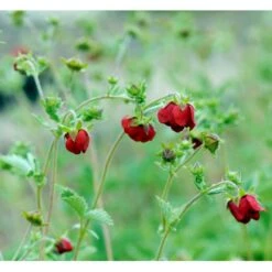 Rød Staudepotentil Potentilla Atrosanguinea Rot 1 Liter Potte -Sirius Butik mi13375 potentilla atrosanguinea red 5807