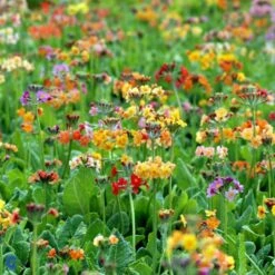 Etageprimula Primula Bulleesiana 9 Cm. Potte 9 Etageprimula Primula Bulleesiana 9 Cm. Potte -Sirius Butik mi13413 primula bulleesiana 524a