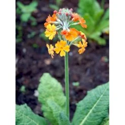 Etageprimula Primula Bulleesiana 9 Cm. Potte 12 Etageprimula Primula Bulleesiana 9 Cm. Potte -Sirius Butik mi13413 primula bulleesiana 743f