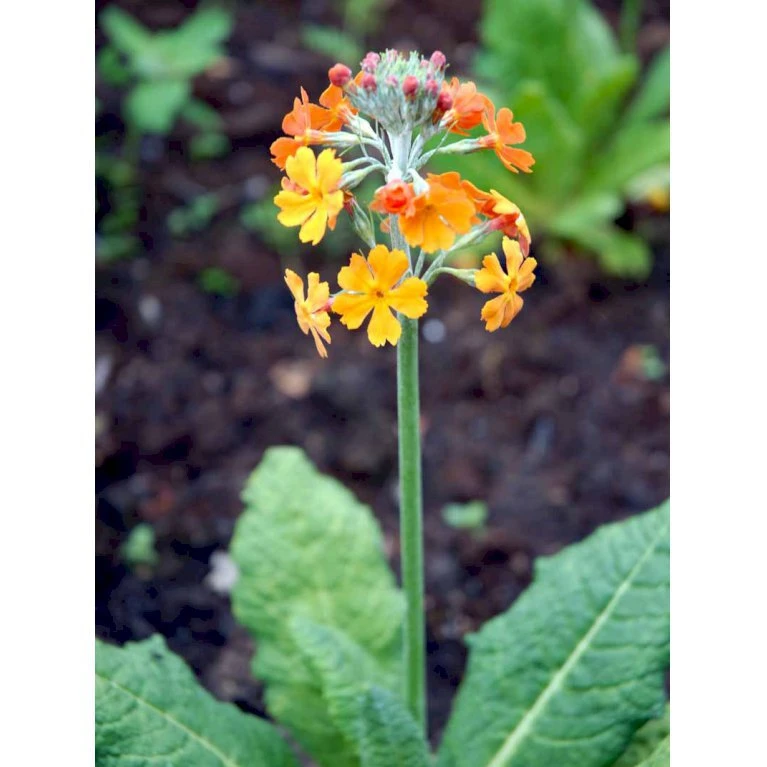 Etageprimula Primula Bulleesiana 9 Cm. Potte 6 Etageprimula Primula Bulleesiana 9 Cm. Potte - Billede 6