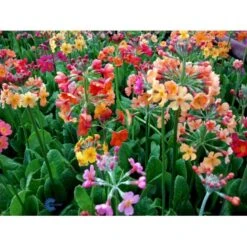 Etageprimula Primula Bulleesiana 9 Cm. Potte 11 Etageprimula Primula Bulleesiana 9 Cm. Potte -Sirius Butik mi13413 primula bulleesiana b503