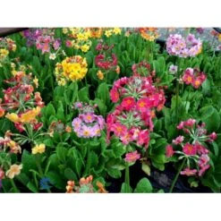 Etageprimula Primula Bulleesiana 9 Cm. Potte 10 Etageprimula Primula Bulleesiana 9 Cm. Potte -Sirius Butik mi13413 primula bulleesiana d8aa