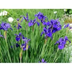 Sibirisk Iris 'Caesar's Brother' Iris Sibirica 'Caesar's Brother' 1 Liter Potte -Sirius Butik mi1344 iris sibirica caesar s brother 6926