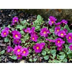 Pudeprimula Primula Juliae Hybrid 'Wanda' 1 Liter Potte -Sirius Butik mi13451 primula juliae wanda 2188