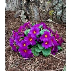Pudeprimula Primula Juliae Hybrid 'Wanda' 1 Liter Potte -Sirius Butik mi13451 primula juliae wanda bddb
