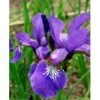 Sibirisk Iris 'Heavenly Blue' Iris Sibirica 'Heavenly Blue' 1 Liter Potte