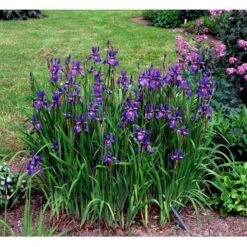Sibirisk Iris 'Heavenly Blue' Iris Sibirica 'Heavenly Blue' 1 Liter Potte -Sirius Butik mi1345 iris sibirica heavenly blue c99b