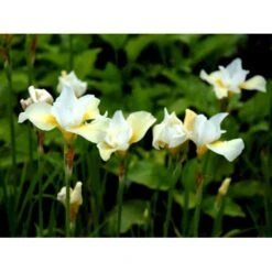 Sibirisk Iris 'Snow Queen' Iris Sibirica 'Snow Queen' 1 Liter Potte -Sirius Butik mi1349 iris sibirica snow queen 4c10