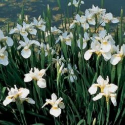 Sibirisk Iris 'Snow Queen' Iris Sibirica 'Snow Queen' 1 Liter Potte -Sirius Butik mi1349 iris sibirica snow queen 6056