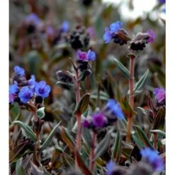 Plettet Lungeurt 'Blue Ensign' Pulmonaria Hybrid 'Blue Ensign' 1 Liter Potte