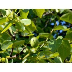 Almindelig Valnød Juglans Regia Heister 200-250 Cm. Med Potte -Sirius Butik mi1351 juglans regia 13cc
