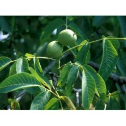 Almindelig Valnød Juglans Regia Heister 200-250 Cm. Med Potte -Sirius Butik mi1351 juglans regia 4ad4