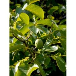 Almindelig Valnød Juglans Regia Heister 200-250 Cm. Med Potte -Sirius Butik mi1351 juglans regia 5cb9