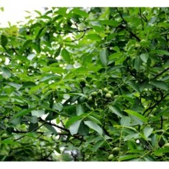 Almindelig Valnød Juglans Regia Heister 200-250 Cm. Med Potte -Sirius Butik mi1351 juglans regia ab6e