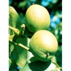 Almindelig Valnød Juglans Regia Heister 200-250 Cm. Med Potte -Sirius Butik mi1360 juglans nigra 840b