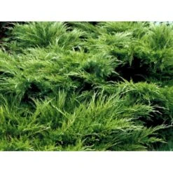 Kinesisk Enebær 'Mint Julep' Juniperus Chinensis 'Mint Julep' Potte 2,0 Liter,- 20-25 Cm. 8 Kinesisk Enebær 'Mint Julep' Juniperus Chinensis 'Mint Julep' Potte 2,0 Liter,- 20-25 Cm. -Sirius Butik mi1363 juniperus chinensis mint julep 13cc