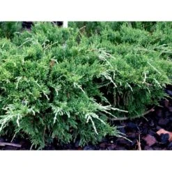 Kinesisk Enebær 'Mint Julep' Juniperus Chinensis 'Mint Julep' Potte 2,0 Liter,- 20-25 Cm. 7 Kinesisk Enebær 'Mint Julep' Juniperus Chinensis 'Mint Julep' Potte 2,0 Liter,- 20-25 Cm. -Sirius Butik mi1363 juniperus chinensis mint julep 86fd